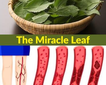 Leaf Reduces Diabetes, Bl00d Pressure, Ends Body Pain, Cholesterol and Eliminates Poor Circulation